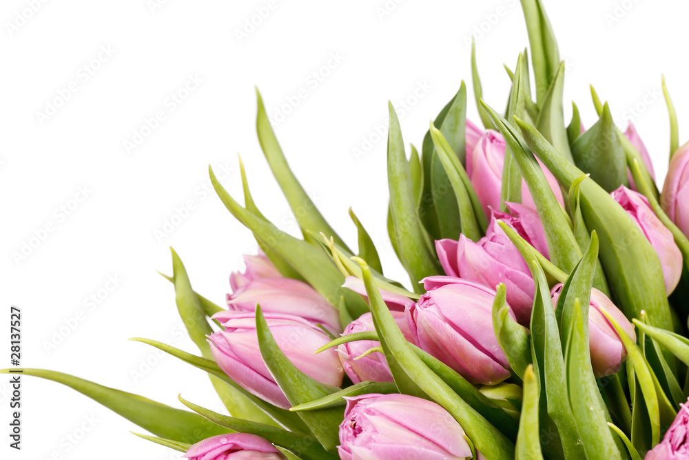 beautiful tulips