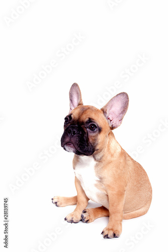 Little french bulldog puppy