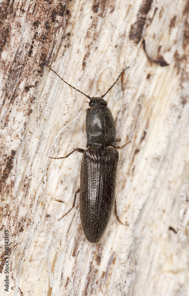 Obraz premium Click beetle sitting on tree, macro photo