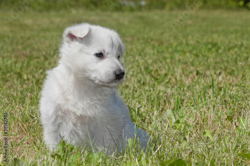 White Swiss Shepherd`s puppy photo