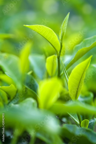 Tea Leaves