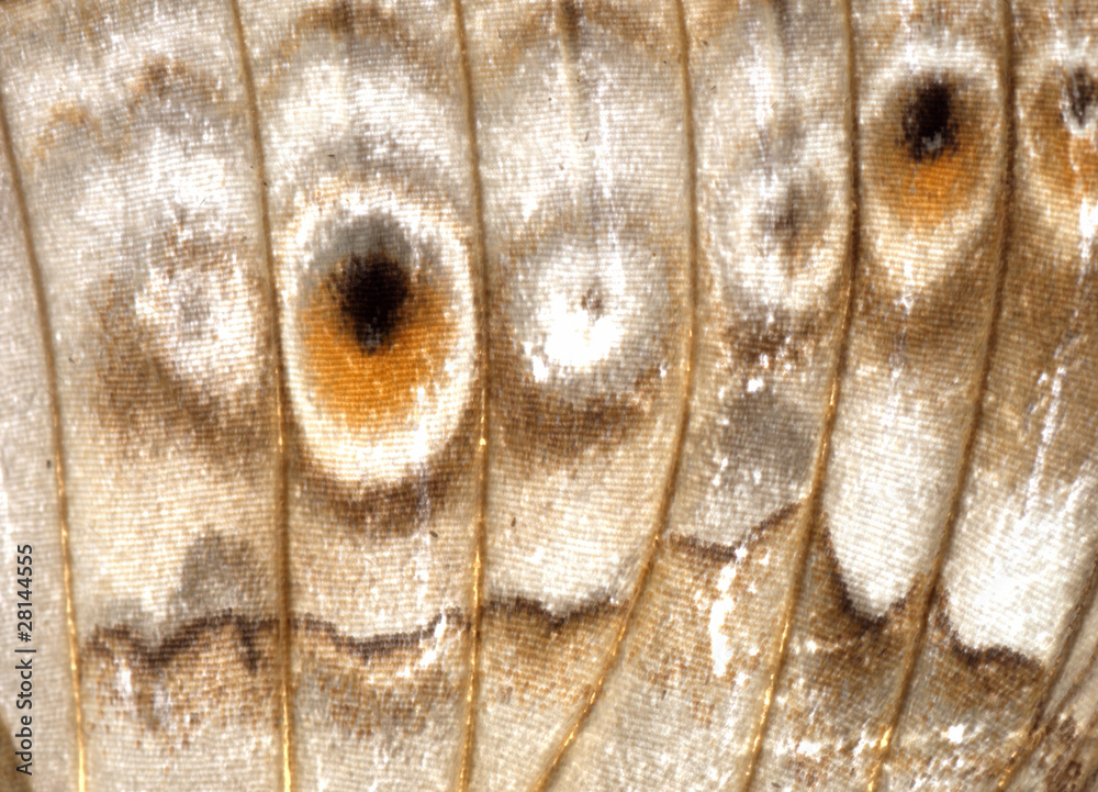 Fototapeta premium butterfly wing detail texture