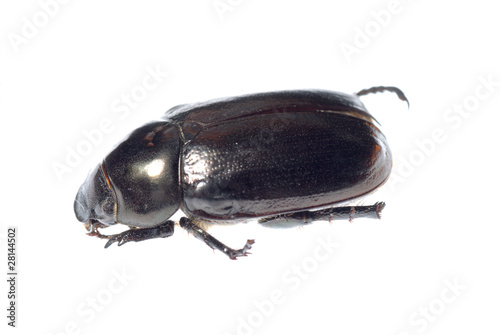 black scarab beetle