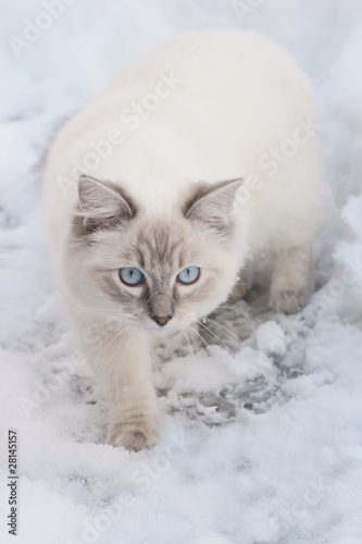 cat in snow