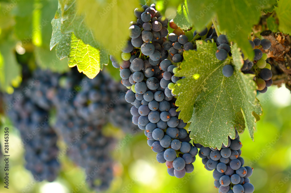 Red Grapes on the Vine in Napa Valley California