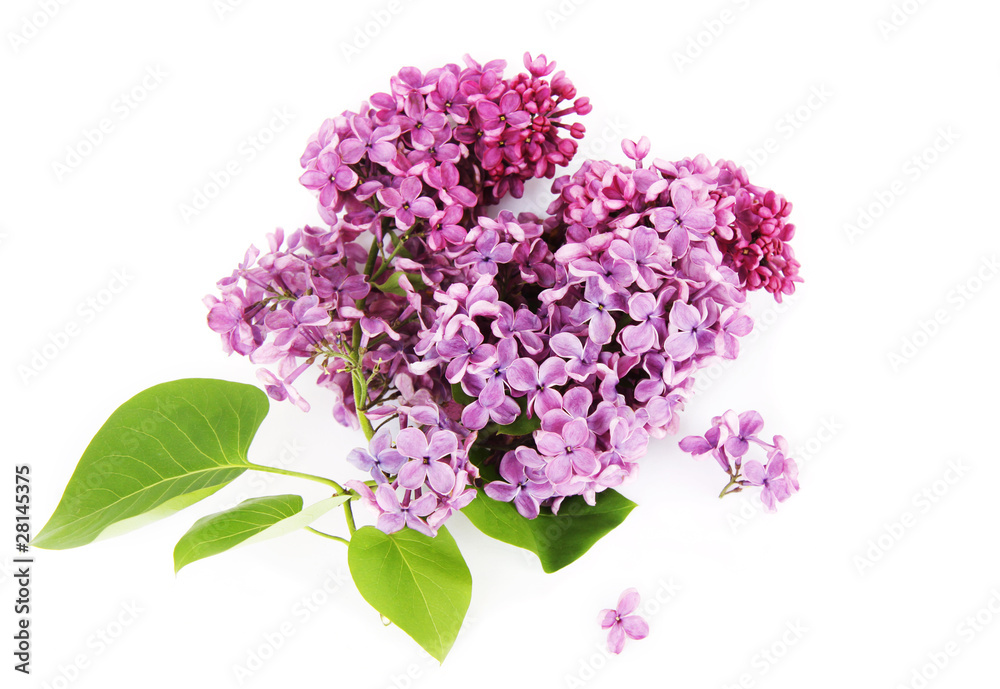 Lilac Lilac
