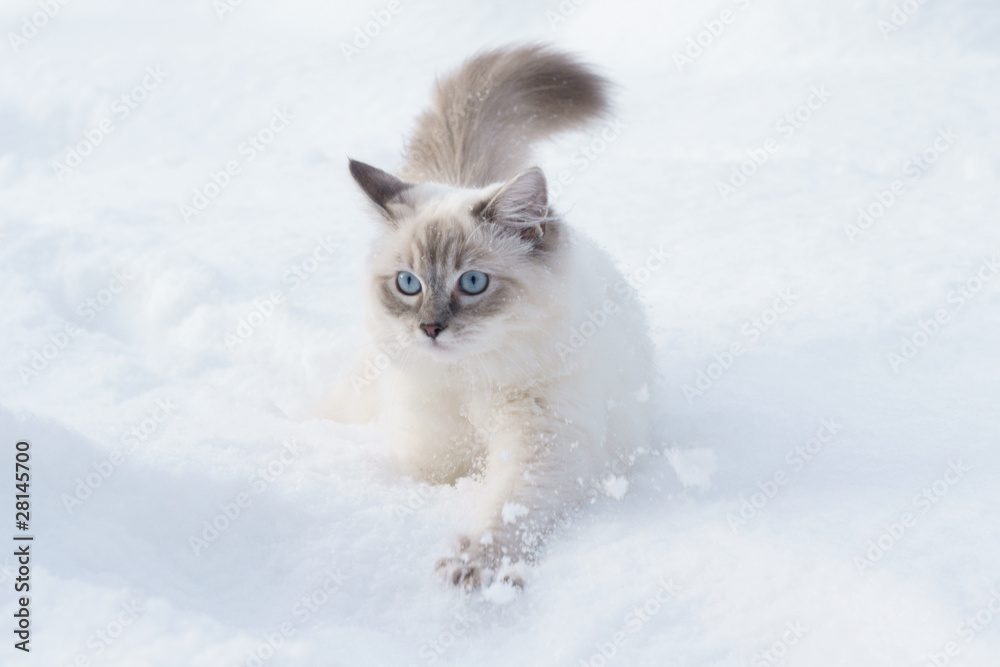 Naklejka premium cat in snow
