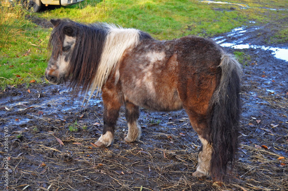 Posing Pony in muddy field 
