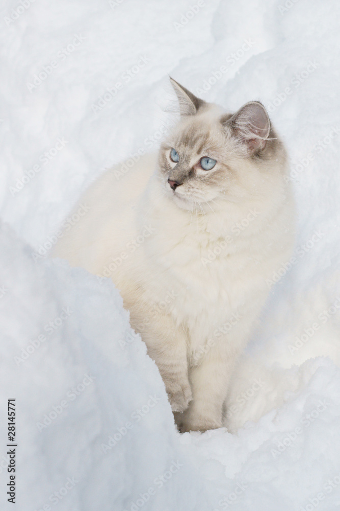 ragdoll in snow