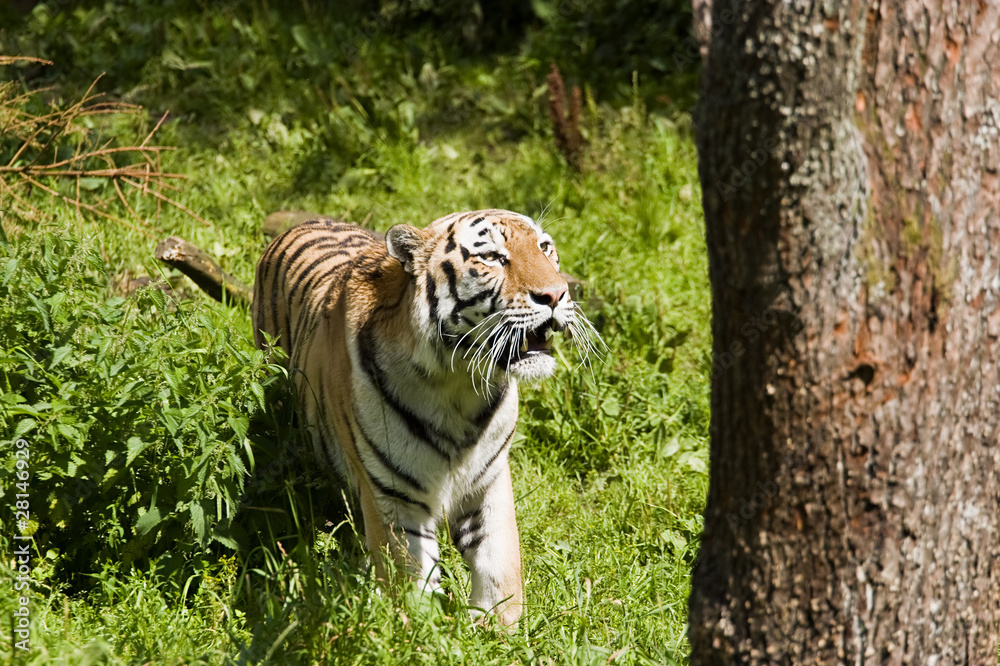 Obraz premium Tiger