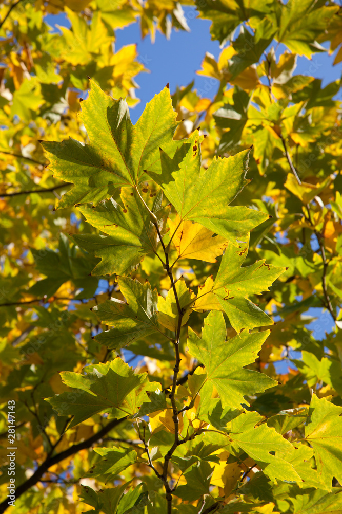 Autumn maple crown