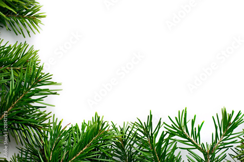 Fir isolated on white