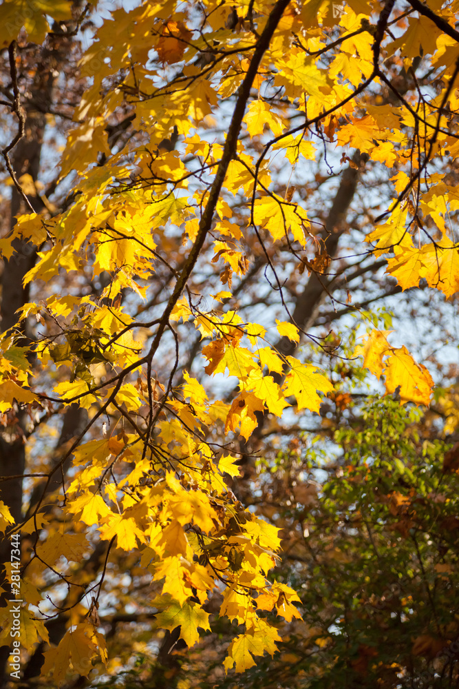 Golden maple tree