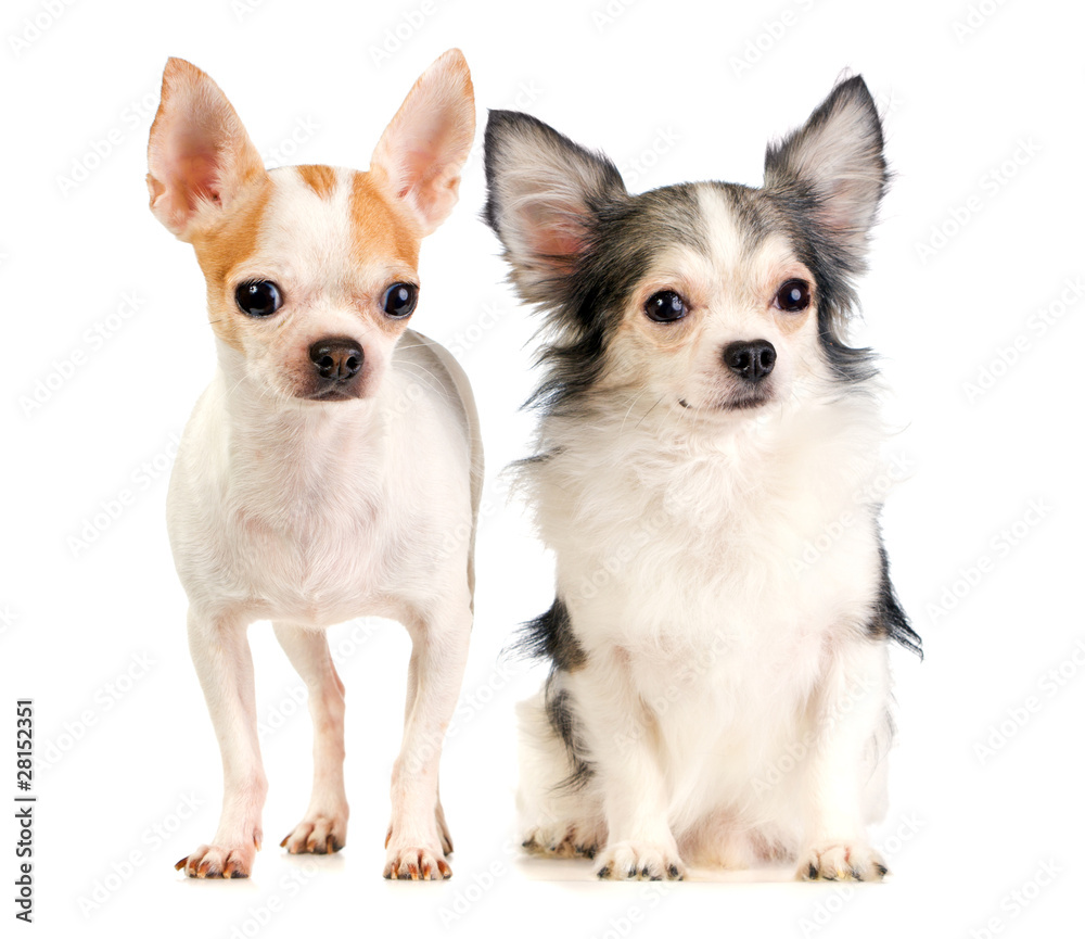 Two Chihuahua