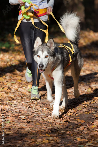Photography Alaskan Malamute