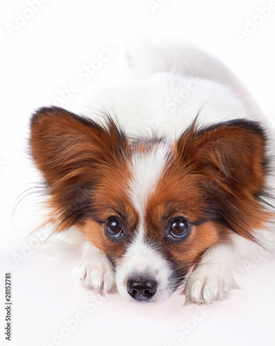 Papillon dog