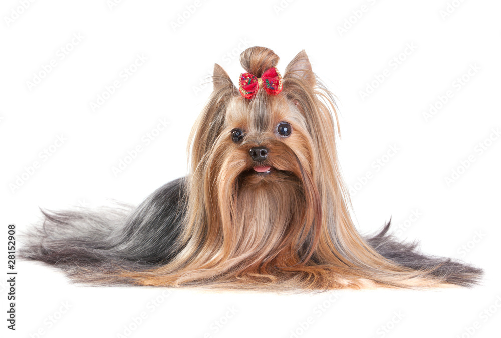 Yorkshire Terrier Yorkshire Terrier