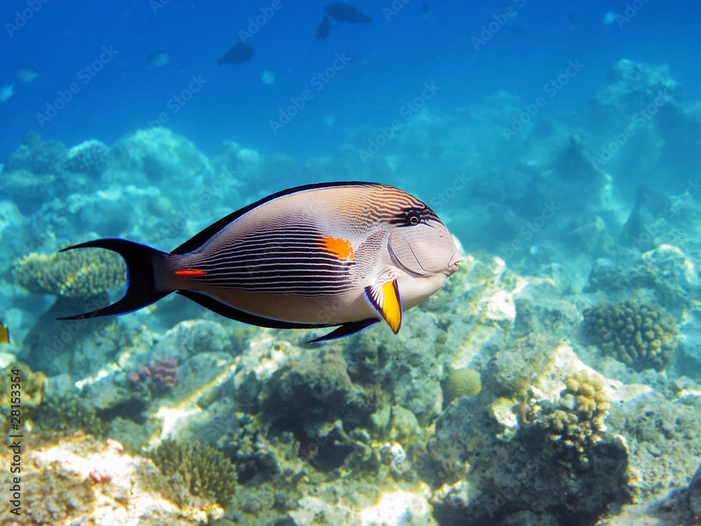 Fish on the coral reef in the Red Sea, Egypt Fish on the coral reef in the Red Sea, Egypt