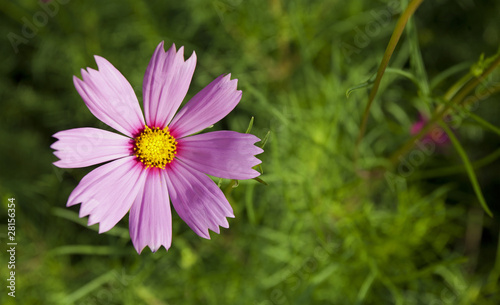 Closeup of cosmos flowers