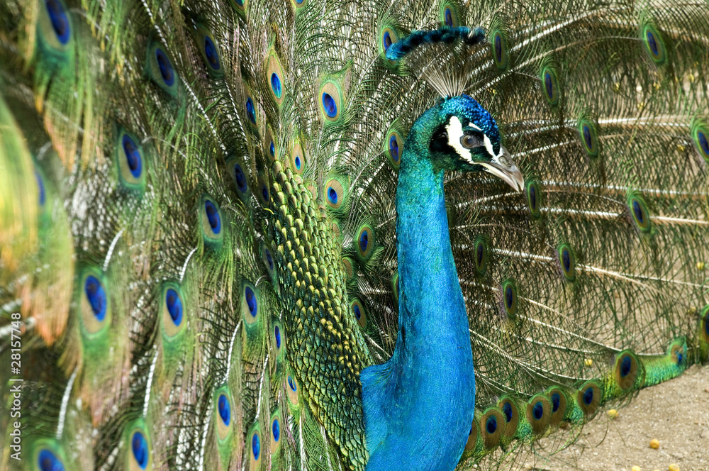 Obraz premium Pavo real