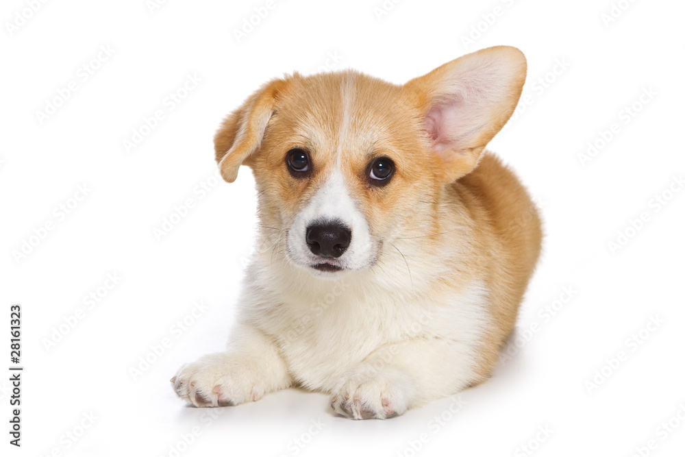 Corgi puppy on white background