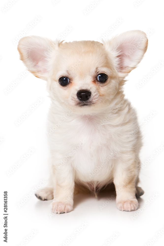 Chihuahua puppy on white background