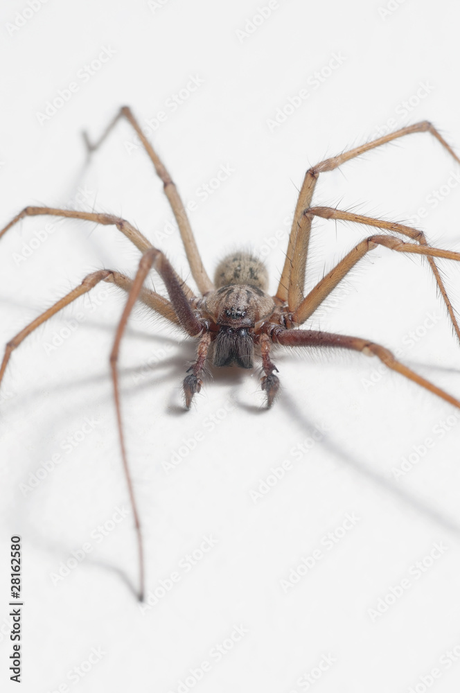 Tegenaria domestica - house spider Tegenaria domestica - house spider