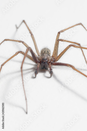 Tegenaria domestica - house spider