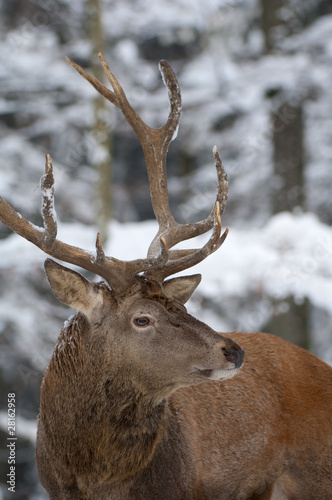 Rothirsch  Red deer  Cervus elaphus