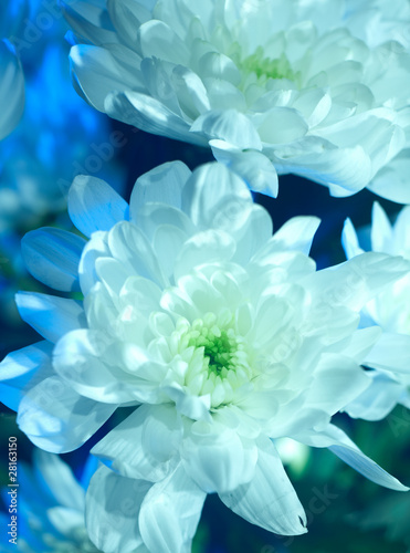 white chrysanthemum closeup photo with abstract lighting