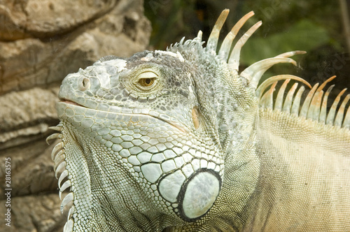 iguana