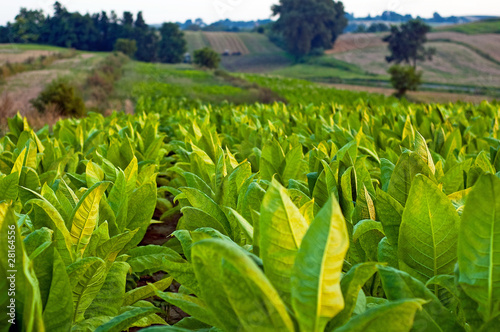 Tobacco plants