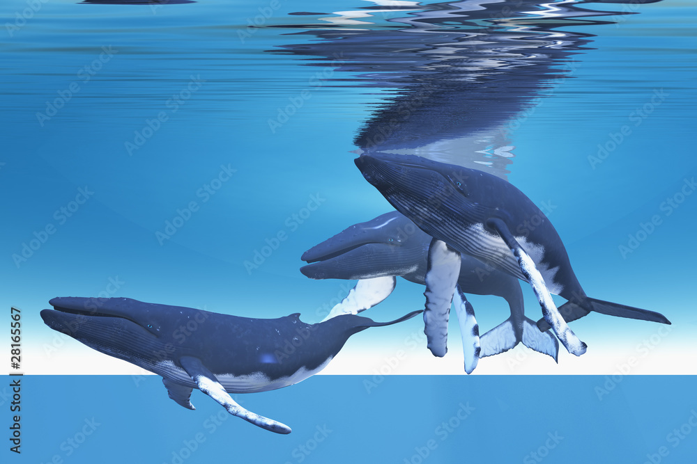 Obraz premium Underwater Whales