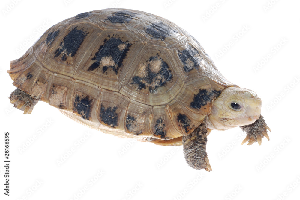 Fototapeta premium animal turtle tortoise