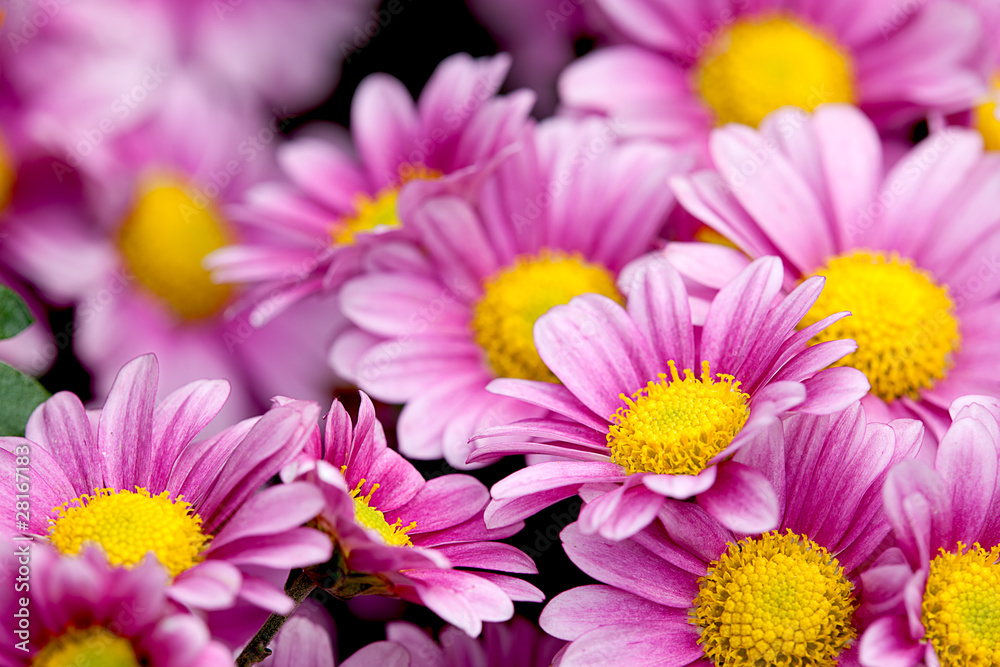 Colorful chrysathemum