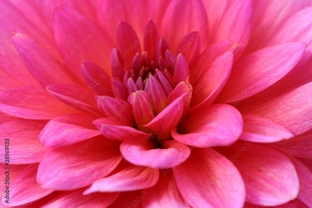 Closeup of a Dahlia in pink color