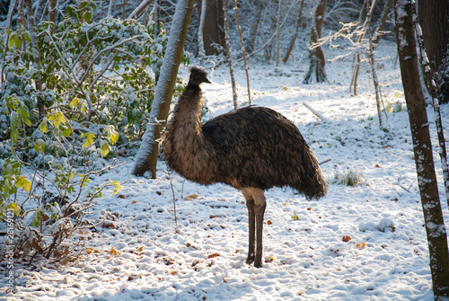 Emu im Schnee