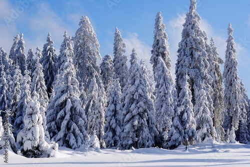 Schnee-Wald