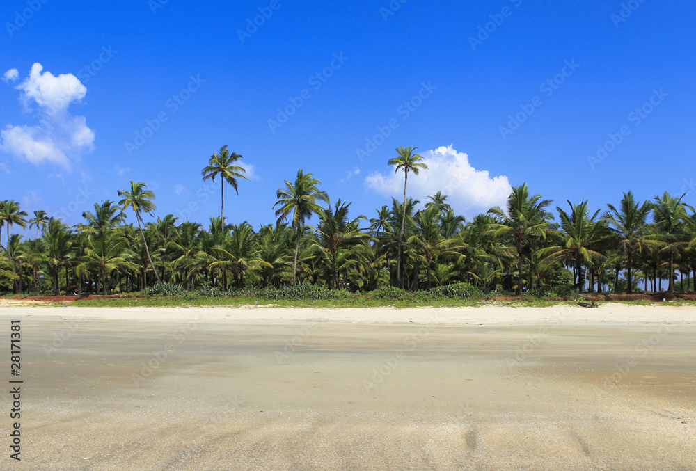 playa tropical en el estado de goa en india - obrazy, fototapety, plakaty 