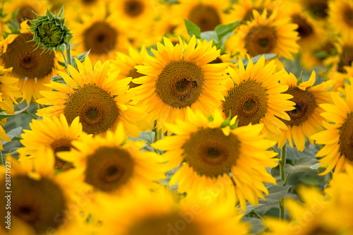 blooming sunflowers