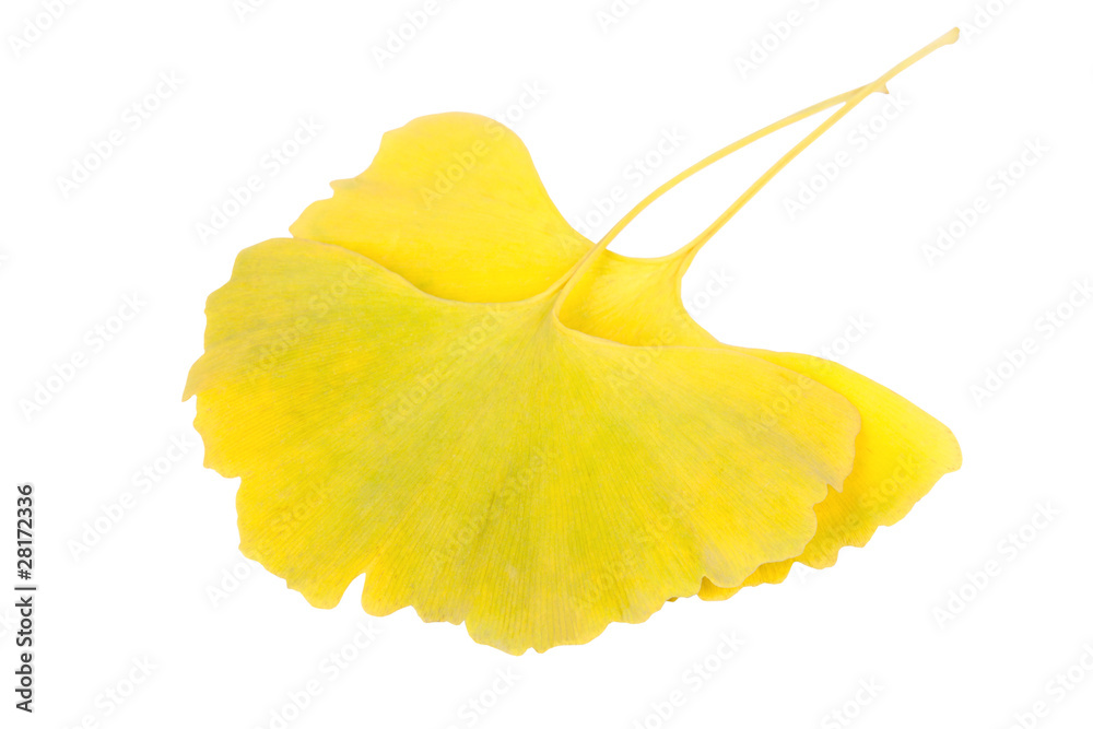 Fototapeta premium ginkgo leaf