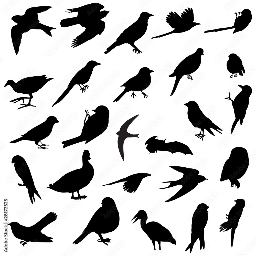 Birds silhouettes Birds silhouettes
