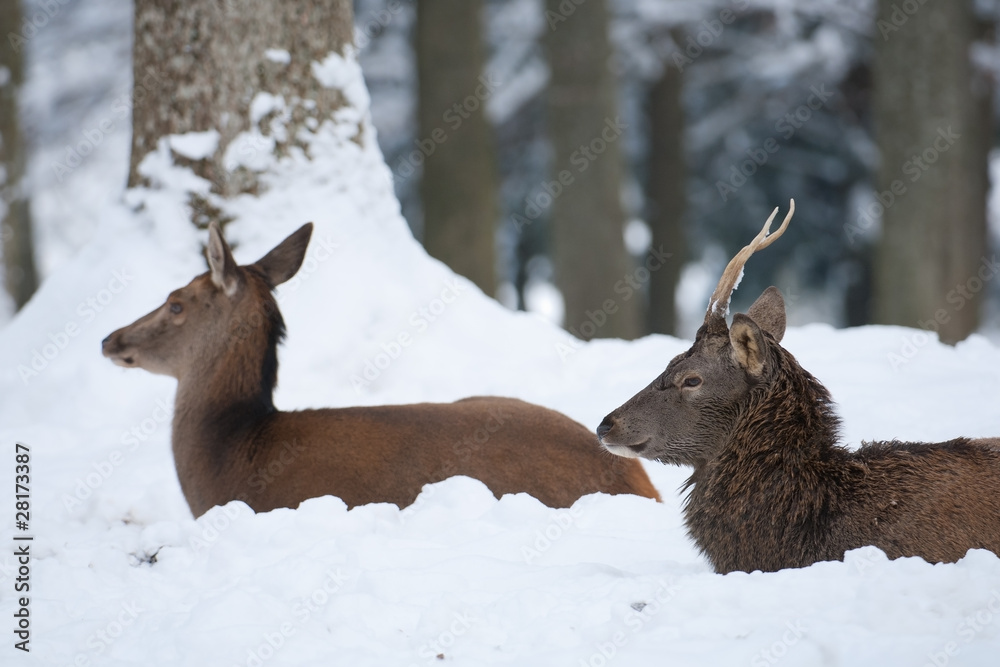 Rothirsch, Red deer, Cervus elaphus Rothirsch, Red deer, Cervus elaphus