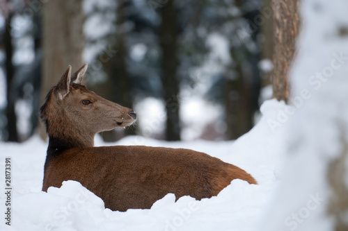 Rothirsch  Red deer  Cervus elaphus