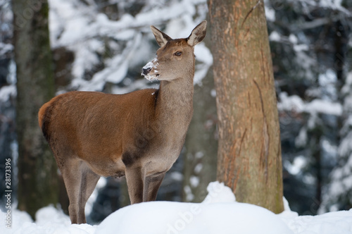 Rothirsch  Red deer  Cervus elaphus