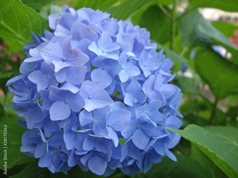 紫陽花 紫陽花