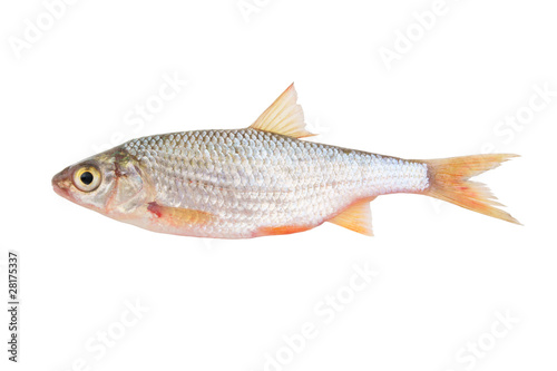 Roach fish isolated on white