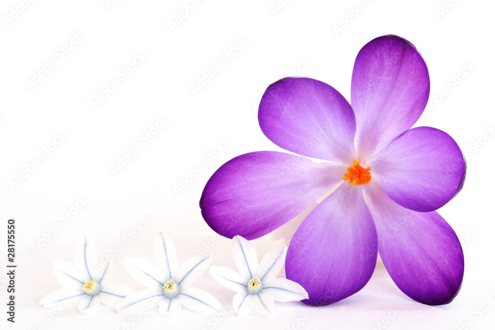 Frühlingsblüten, freigestellt Frühlingsblüten, freigestellt