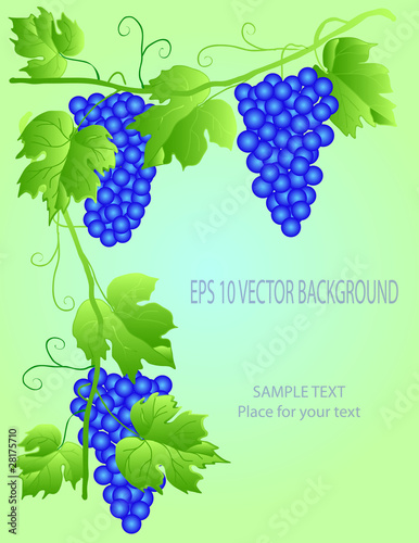 vine with space for text