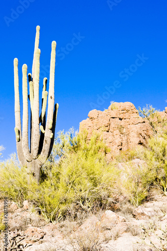 Saguaro National Park, Arizona, USA